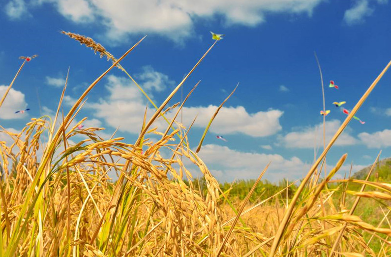 當3S技術(shù)應(yīng)用于精準農(nóng)業(yè)，奇跡就發(fā)生了！