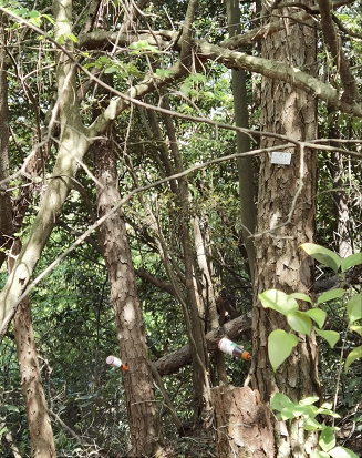 松材線蟲病 松材線蟲病